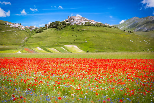 Tour UMBRIA IN FIORE
