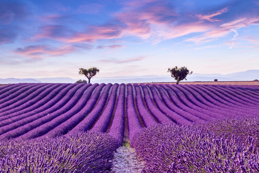 Tour Provenza, la fioritura della LAVANDA